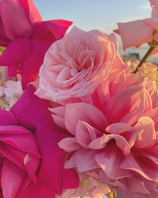 Bloom Baby